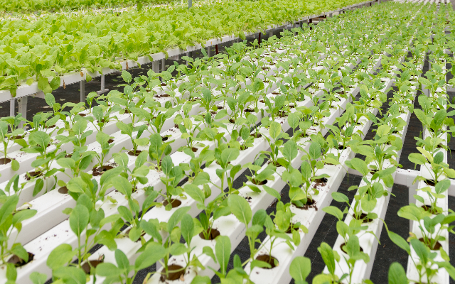 Hydroponics - Easy solution for soilless agriculture greenschoolsgreenfuture