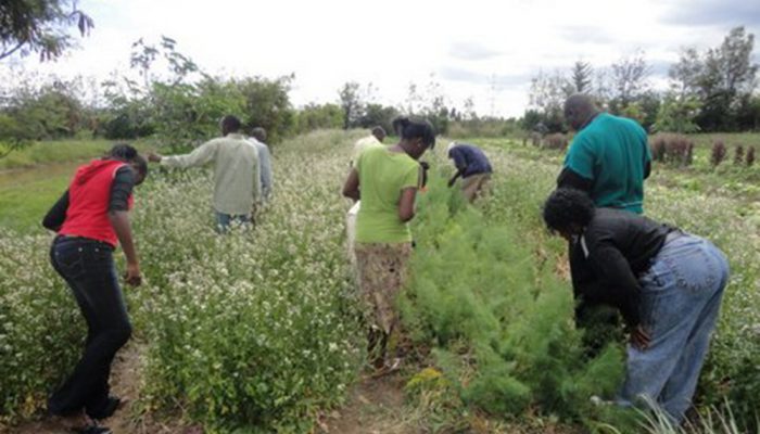 Green Schools in Kenya